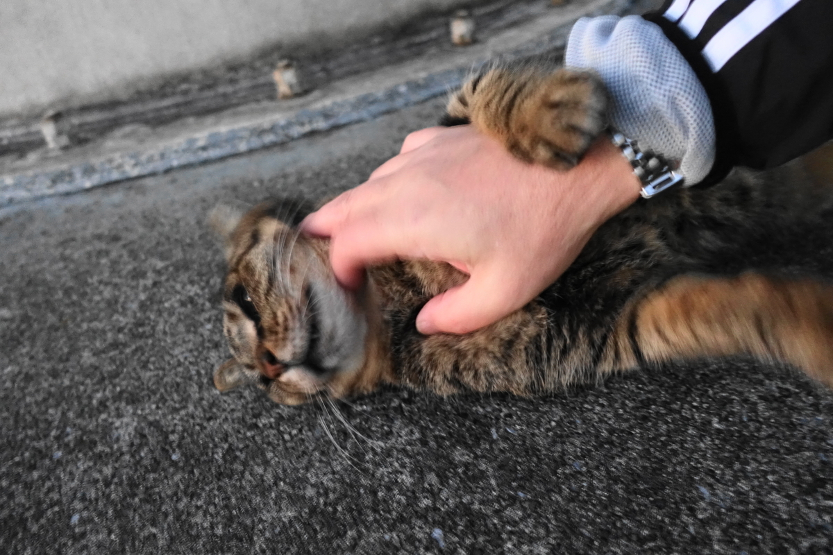 f:id:shigeo-t:20191221100309j:plain f:id:shigeo-t:20191221100309j:plain