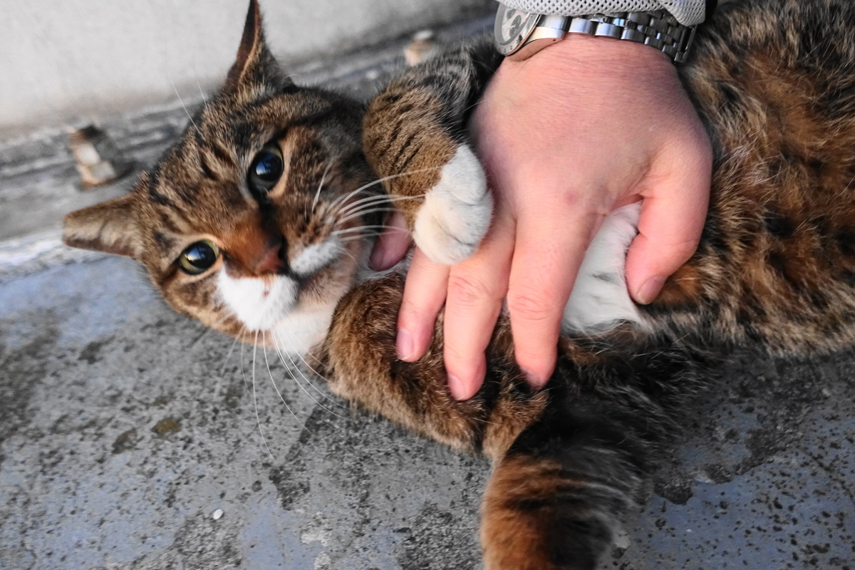 f:id:shigeo-t:20191221100418j:plain f:id:shigeo-t:20191221100418j:plain