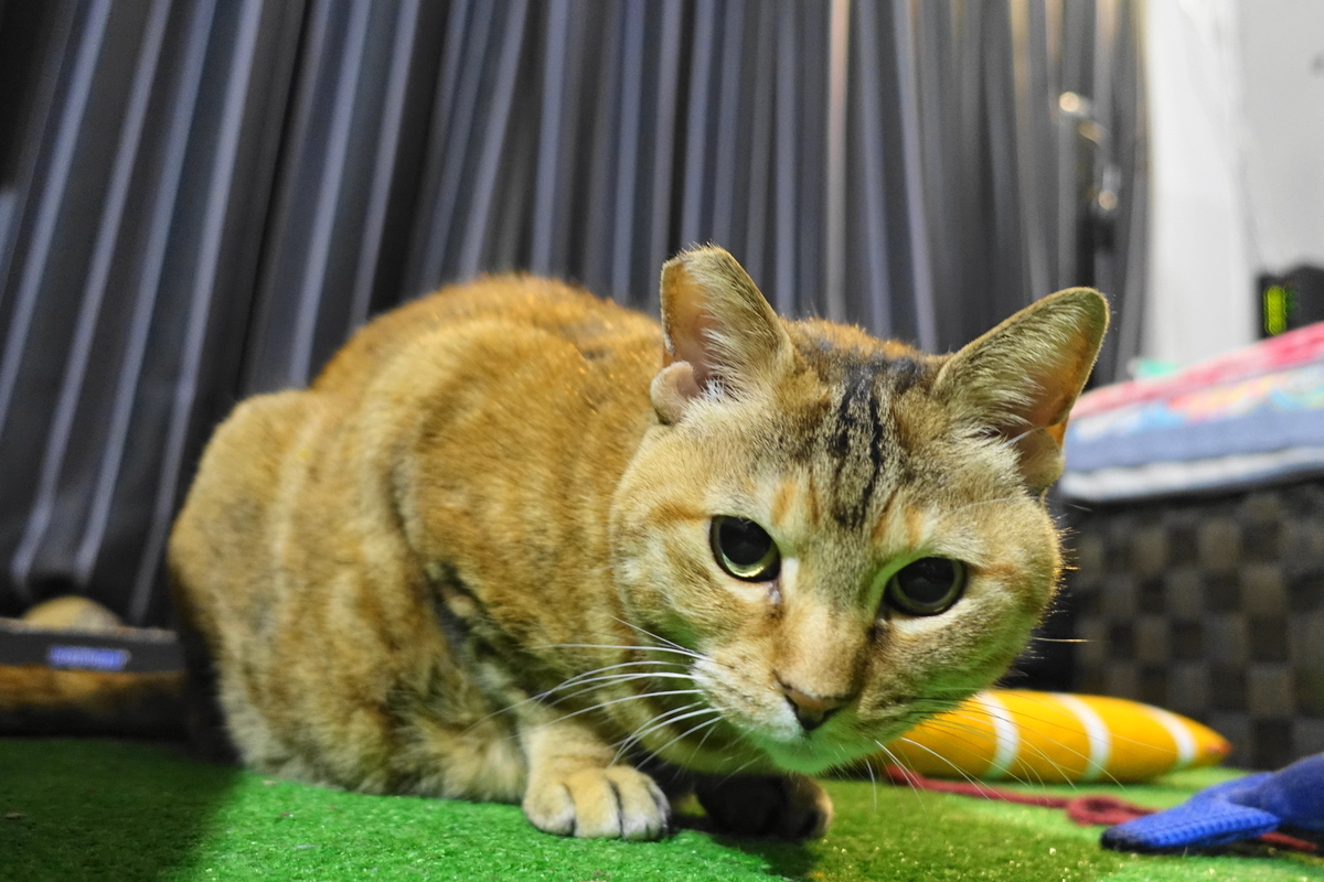 f:id:shigeo-t:20191223115227j:plain f:id:shigeo-t:20191223115227j:plain