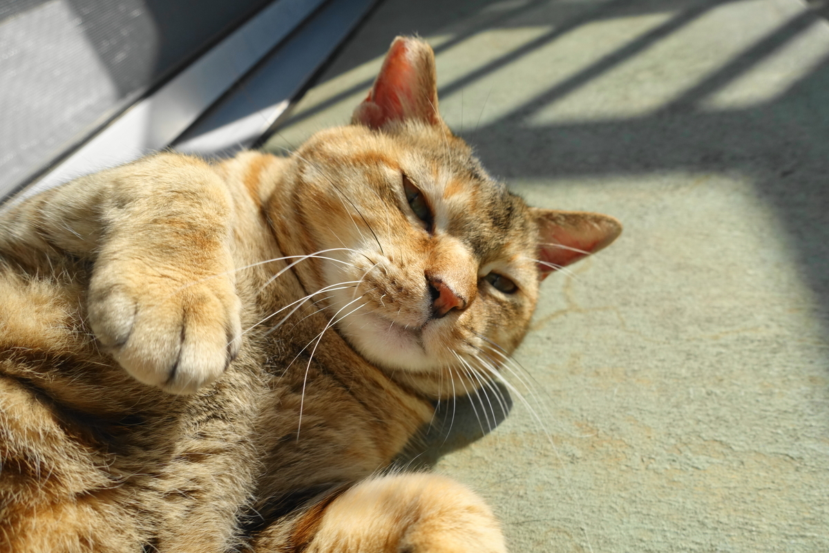 f:id:shigeo-t:20191223120927j:plain f:id:shigeo-t:20191223120927j:plain