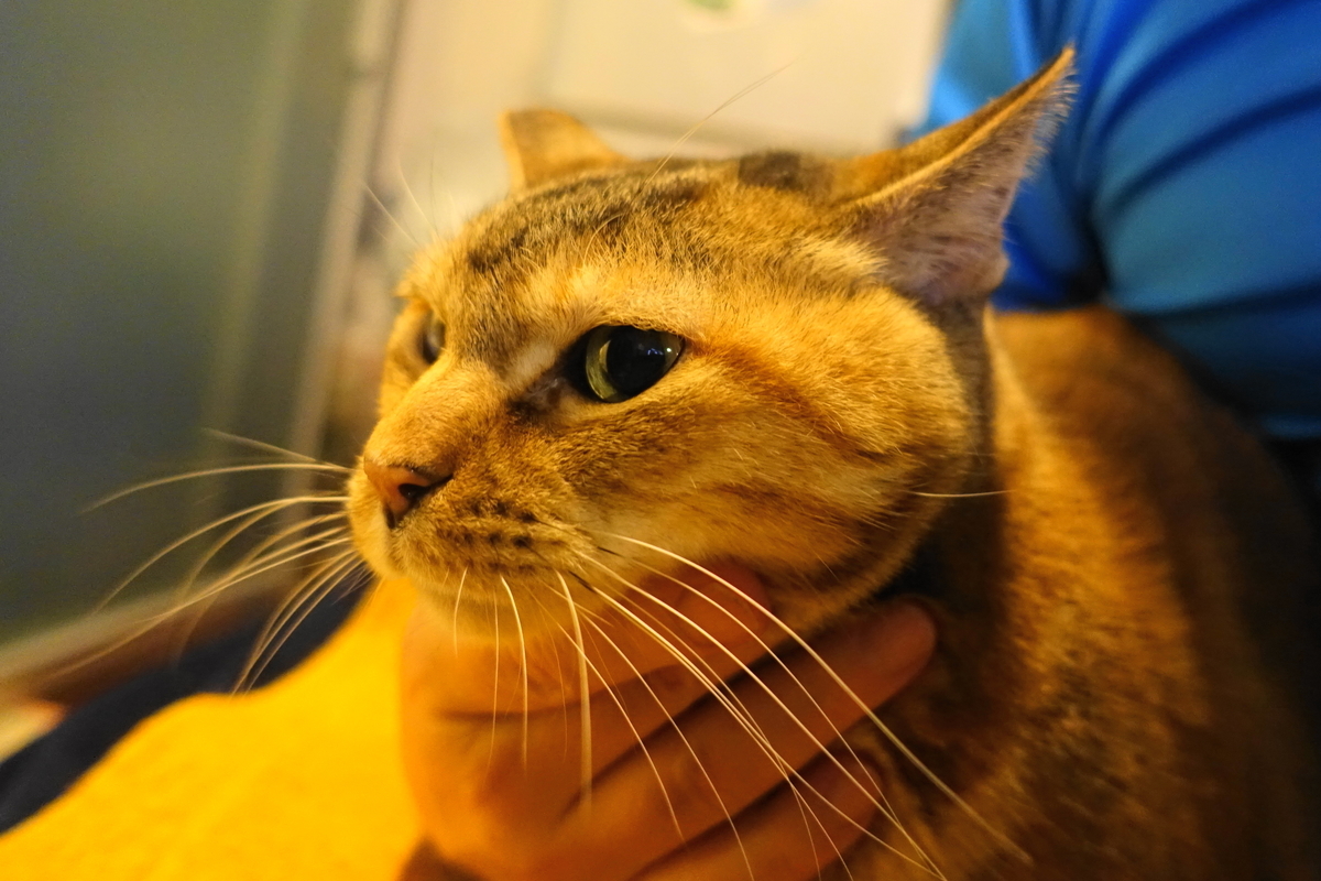 f:id:shigeo-t:20191225152257j:plain f:id:shigeo-t:20191225152257j:plain