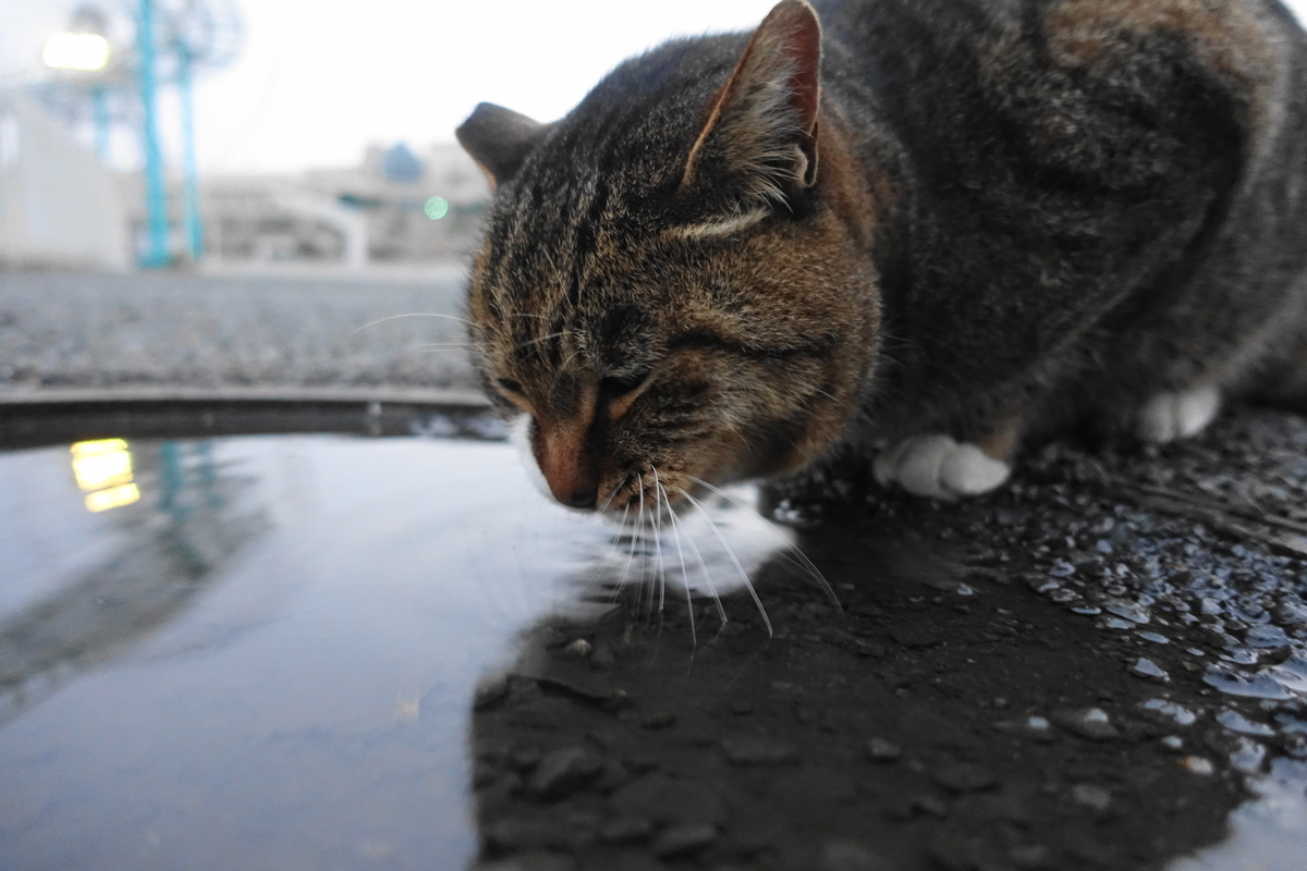 f:id:shigeo-t:20200101034215j:plain