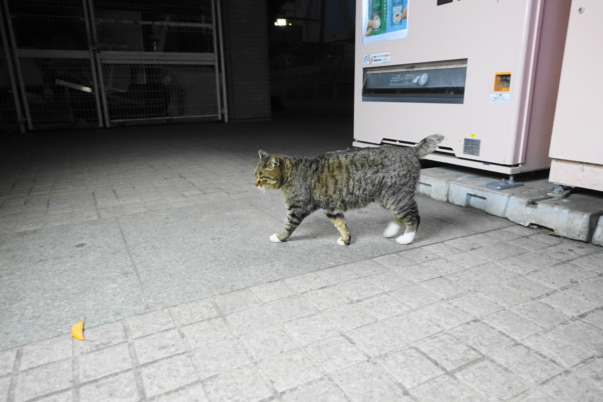 f:id:shigeo-t:20200101035211j:plain