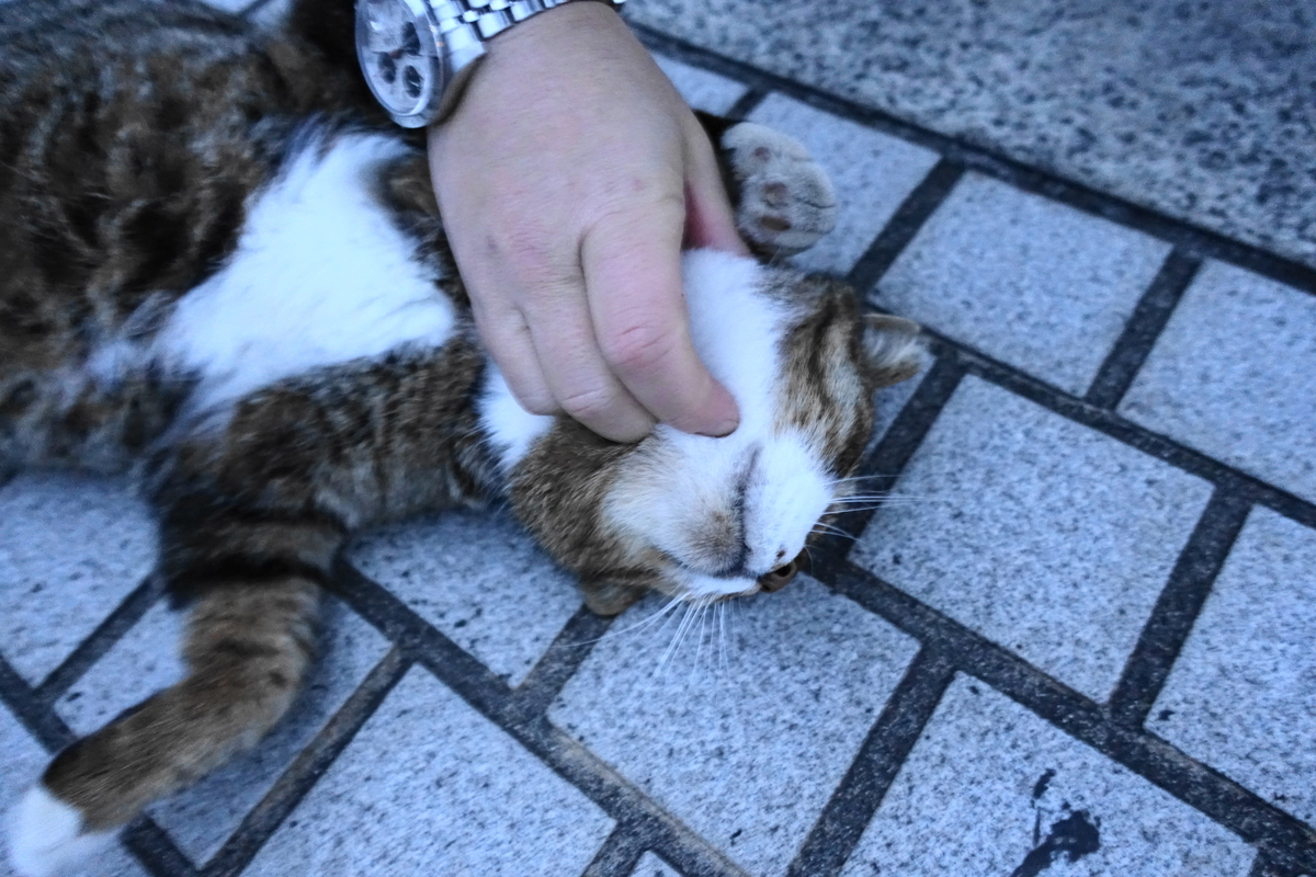 f:id:shigeo-t:20200101040636j:plain