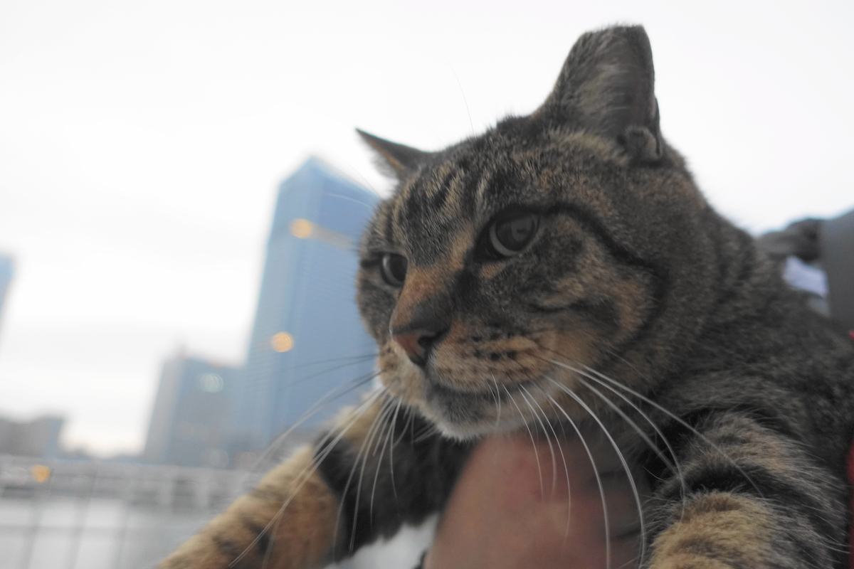 f:id:shigeo-t:20200101040813j:plain