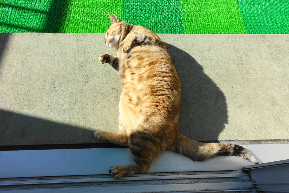 f:id:shigeo-t:20200124004537j:plain