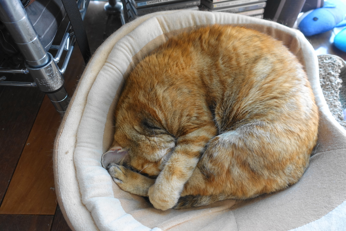 f:id:shigeo-t:20200207102818j:plain f:id:shigeo-t:20200207102818j:plain