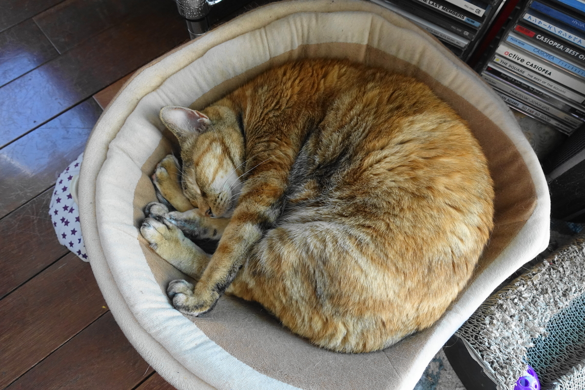 f:id:shigeo-t:20200207103455j:plain f:id:shigeo-t:20200207103455j:plain