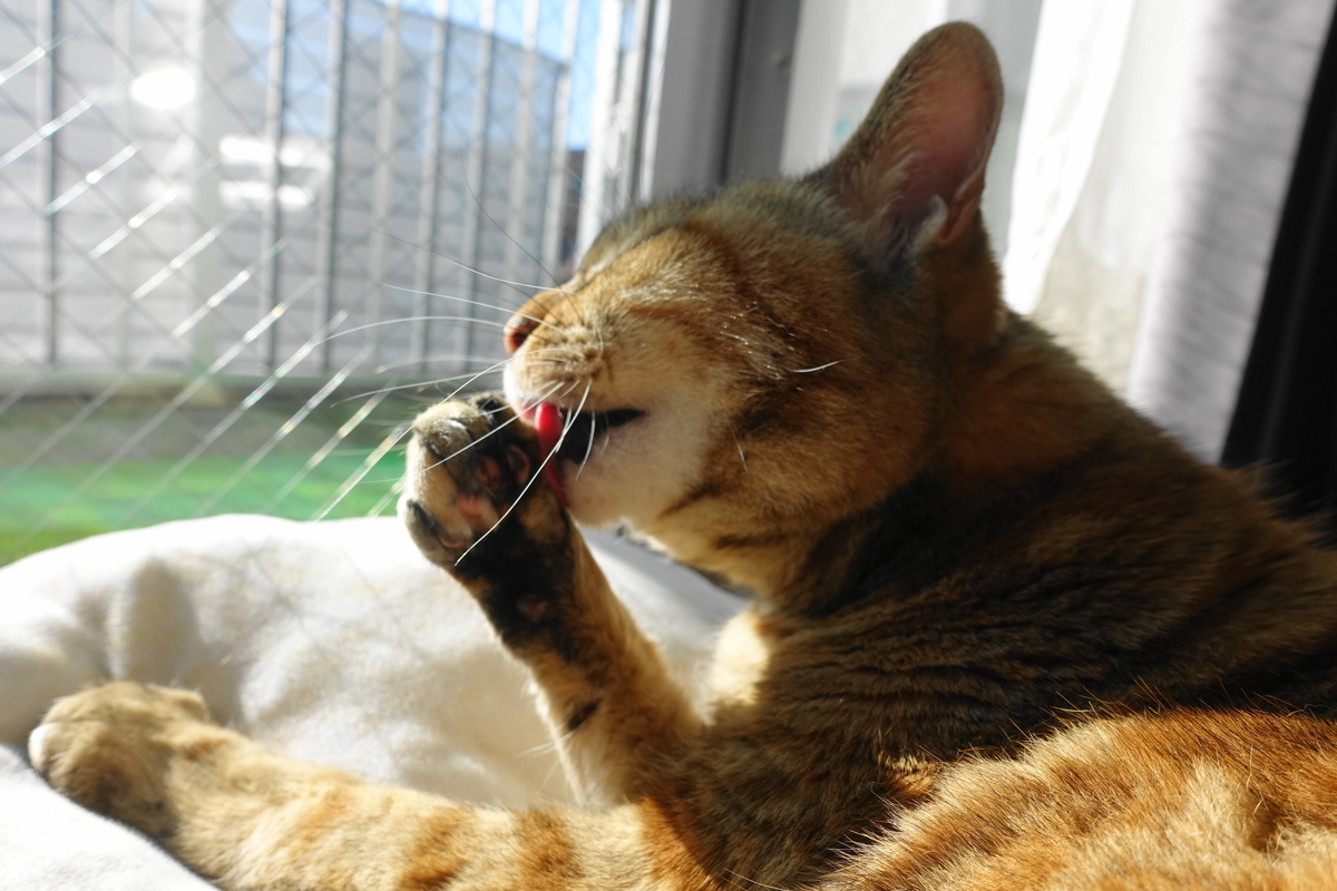 f:id:shigeo-t:20200207103559j:plain f:id:shigeo-t:20200207103559j:plain