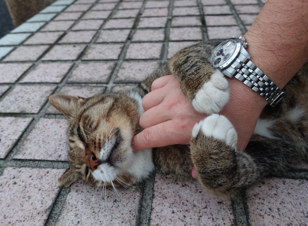 f:id:shigeo-t:20200210040556p:plain f:id:shigeo-t:20200210040556p:plain