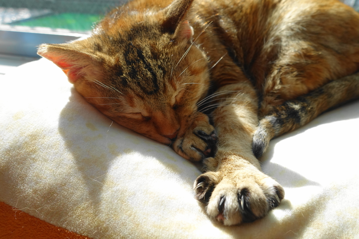 f:id:shigeo-t:20200211093606j:plain f:id:shigeo-t:20200211093606j:plain