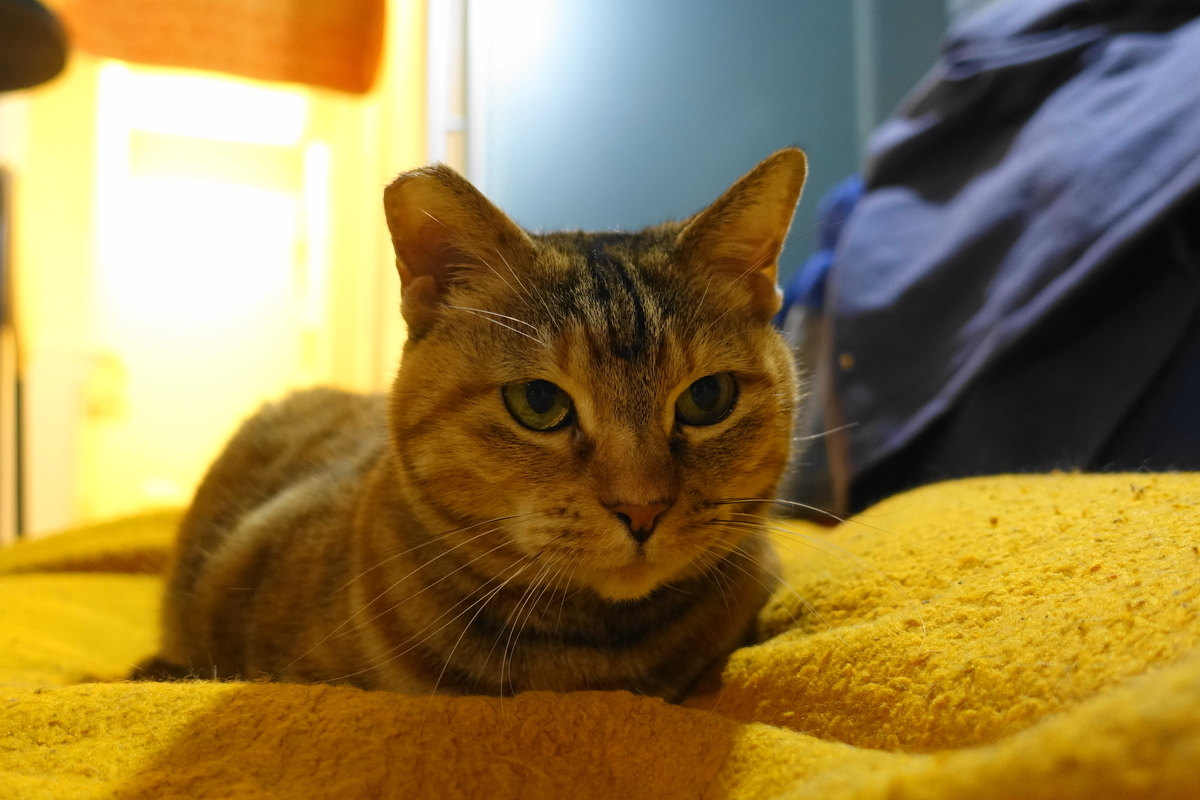 f:id:shigeo-t:20200211094247j:plain f:id:shigeo-t:20200211094247j:plain