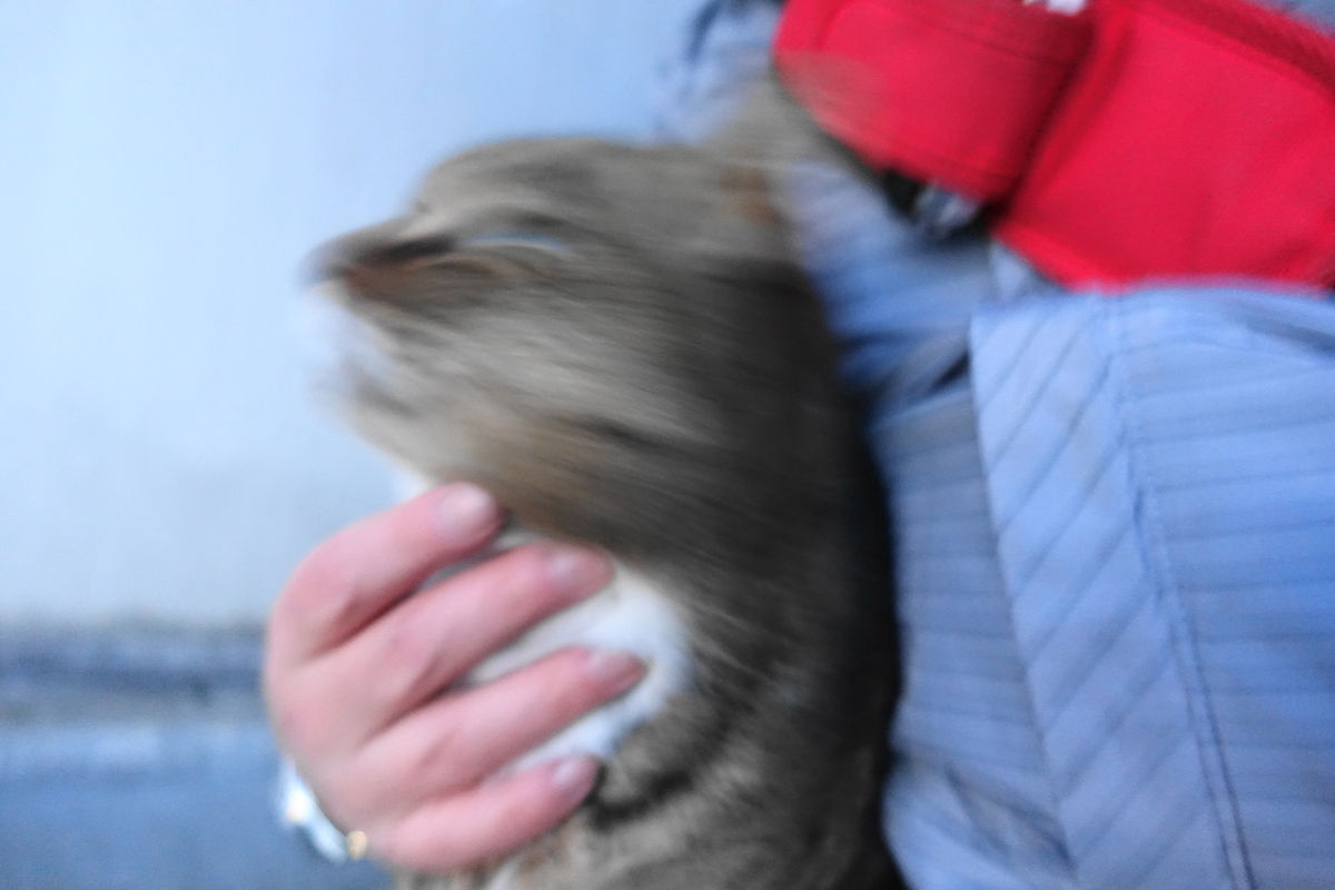 f:id:shigeo-t:20200214092846j:plain