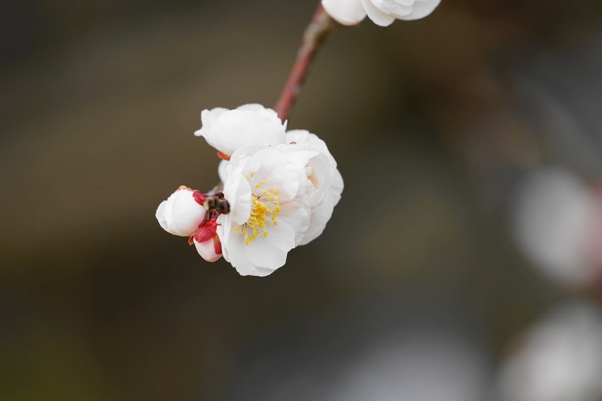 f:id:shigeo-t:20200216101541j:plain f:id:shigeo-t:20200216101541j:plain