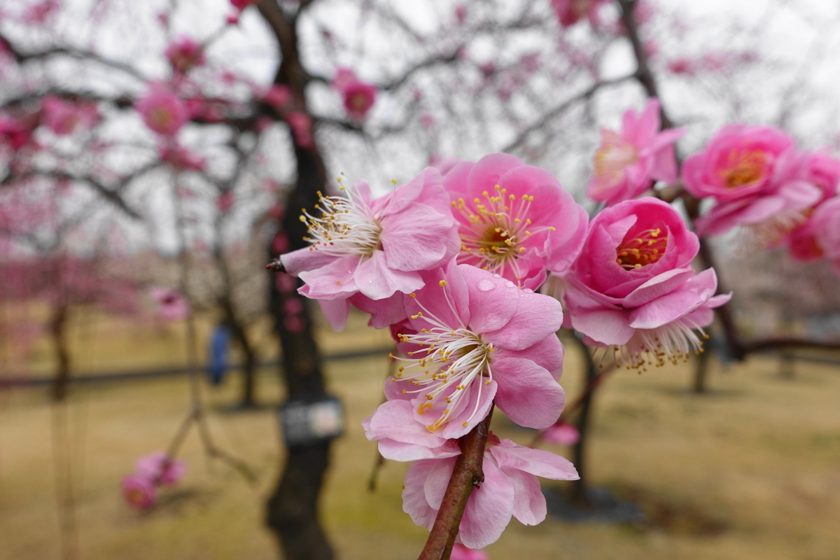 f:id:shigeo-t:20200216101618j:plain f:id:shigeo-t:20200216101618j:plain