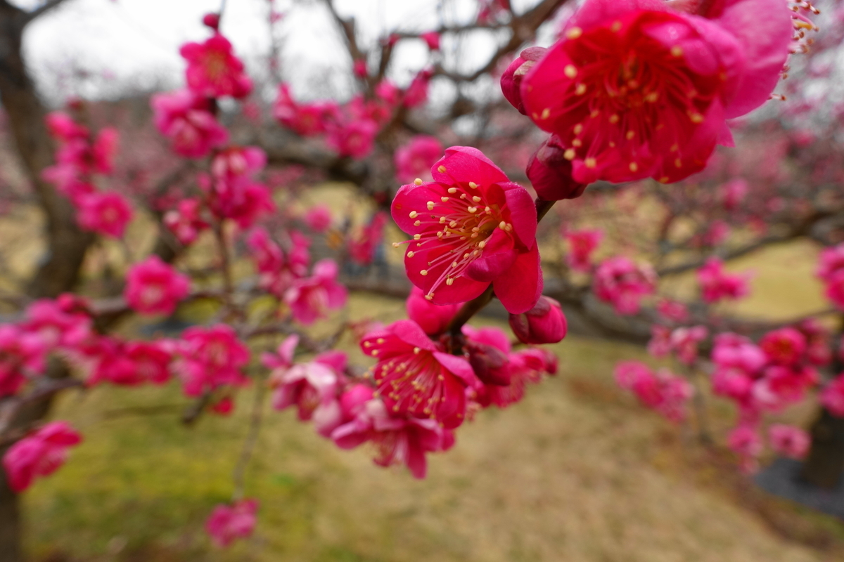 f:id:shigeo-t:20200216101632j:plain f:id:shigeo-t:20200216101632j:plain