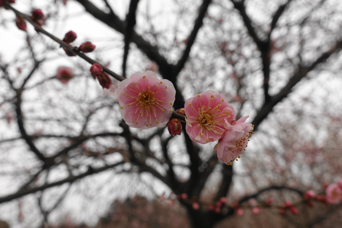 f:id:shigeo-t:20200216101800j:plain f:id:shigeo-t:20200216101800j:plain