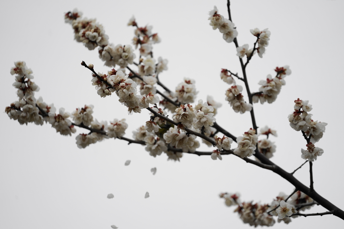 f:id:shigeo-t:20200216101823j:plain f:id:shigeo-t:20200216101823j:plain