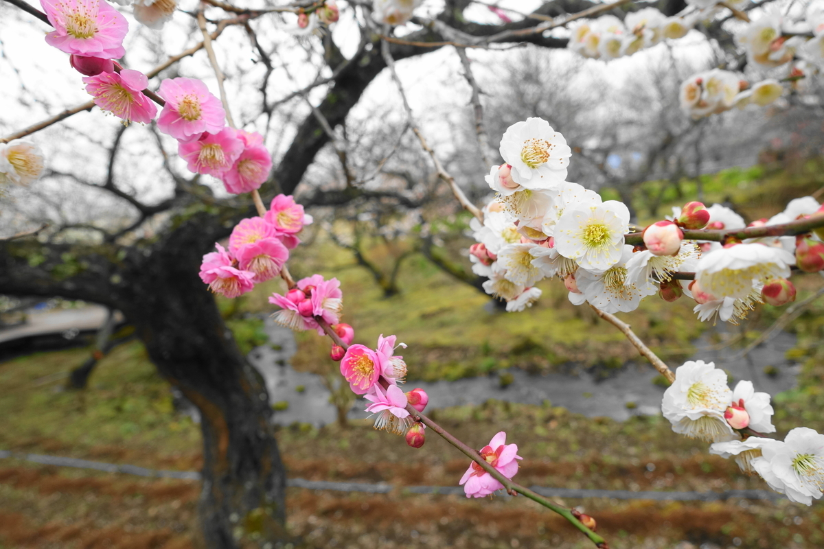 f:id:shigeo-t:20200216102141j:plain f:id:shigeo-t:20200216102141j:plain