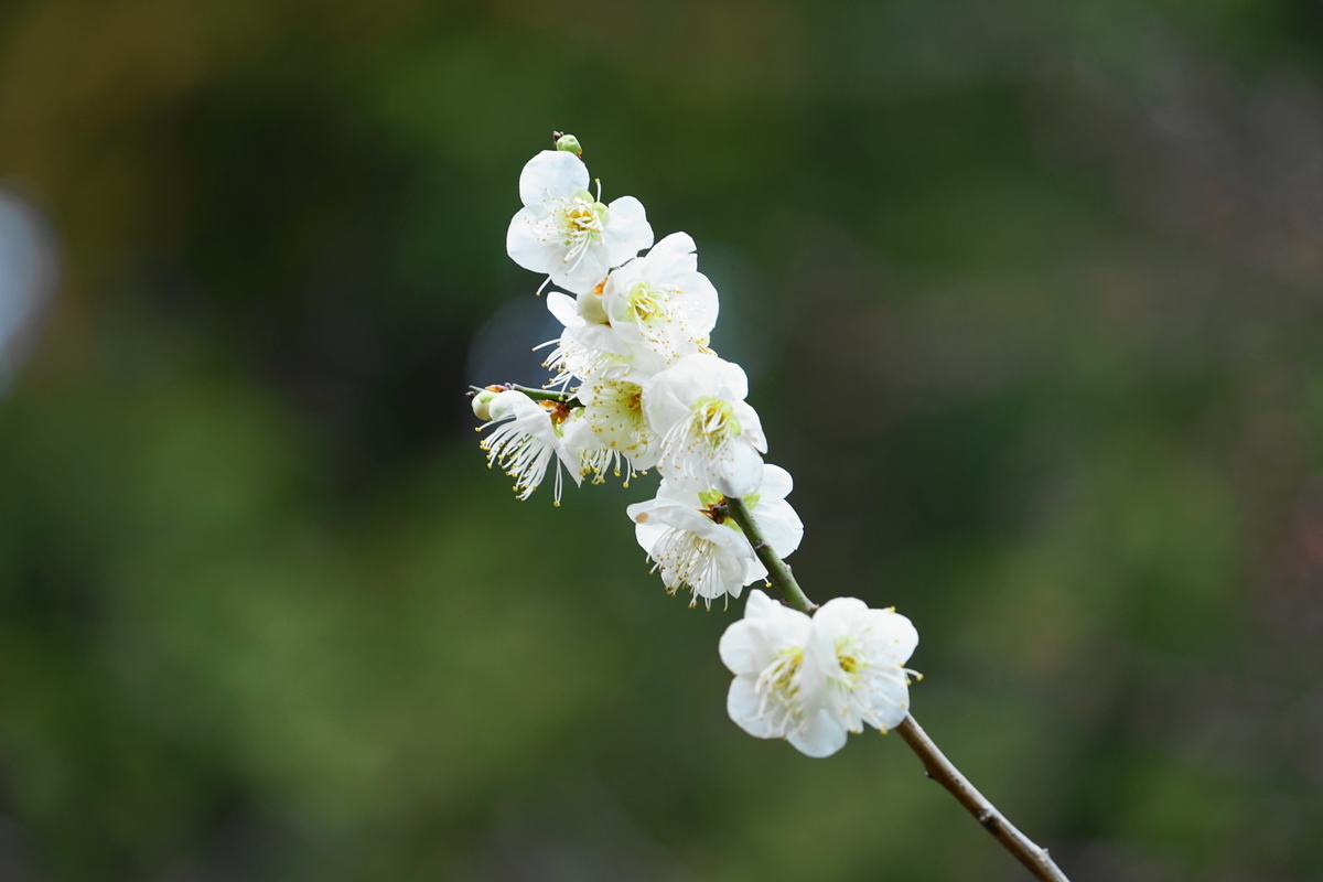 f:id:shigeo-t:20200216102204j:plain f:id:shigeo-t:20200216102204j:plain