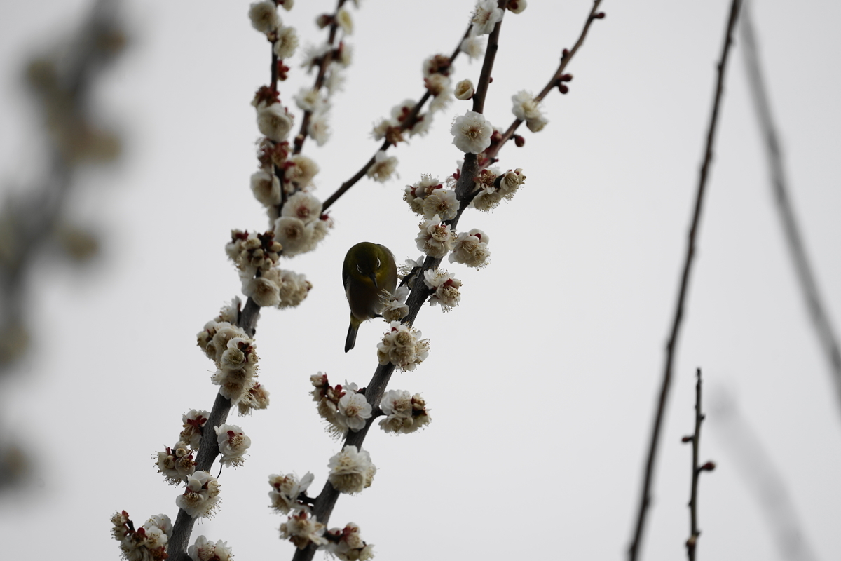 f:id:shigeo-t:20200216102434j:plain f:id:shigeo-t:20200216102434j:plain