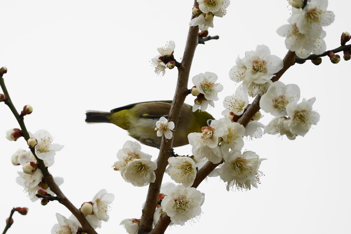 f:id:shigeo-t:20200216102626j:plain f:id:shigeo-t:20200216102626j:plain