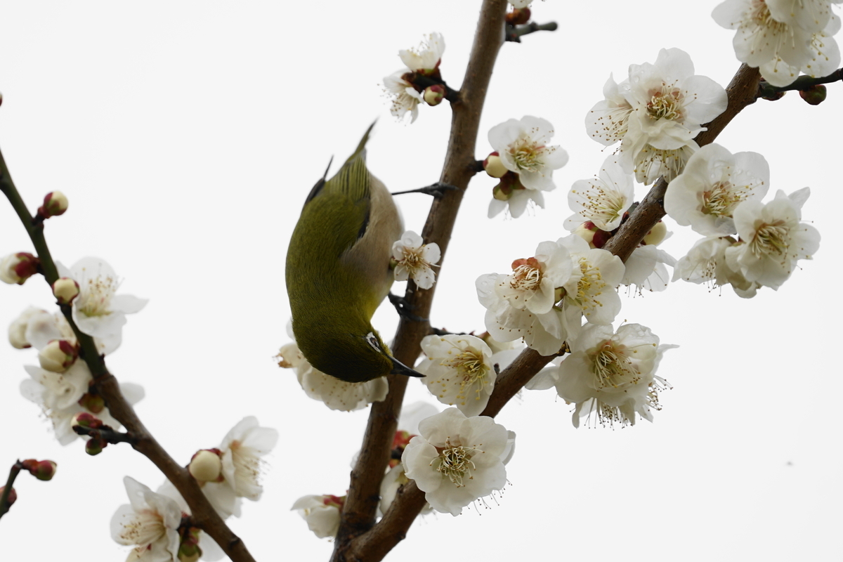 f:id:shigeo-t:20200216102650j:plain f:id:shigeo-t:20200216102650j:plain