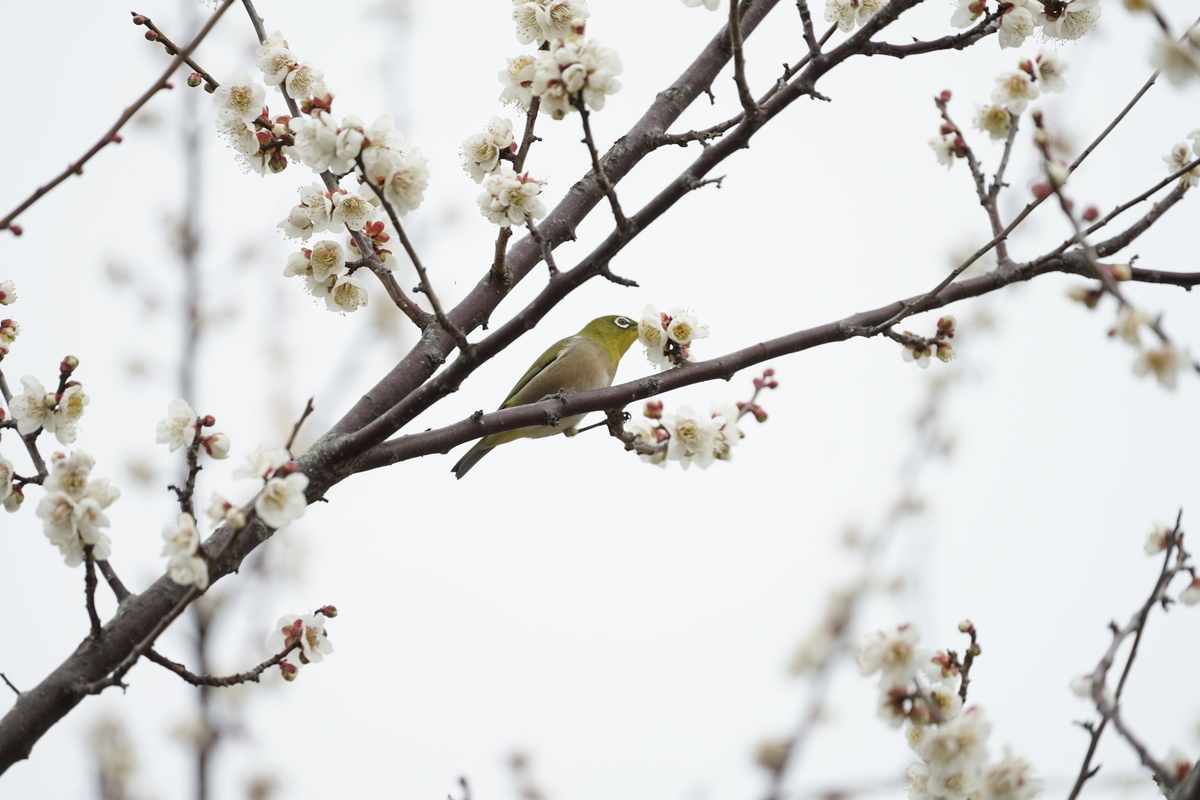 f:id:shigeo-t:20200216102858j:plain f:id:shigeo-t:20200216102858j:plain