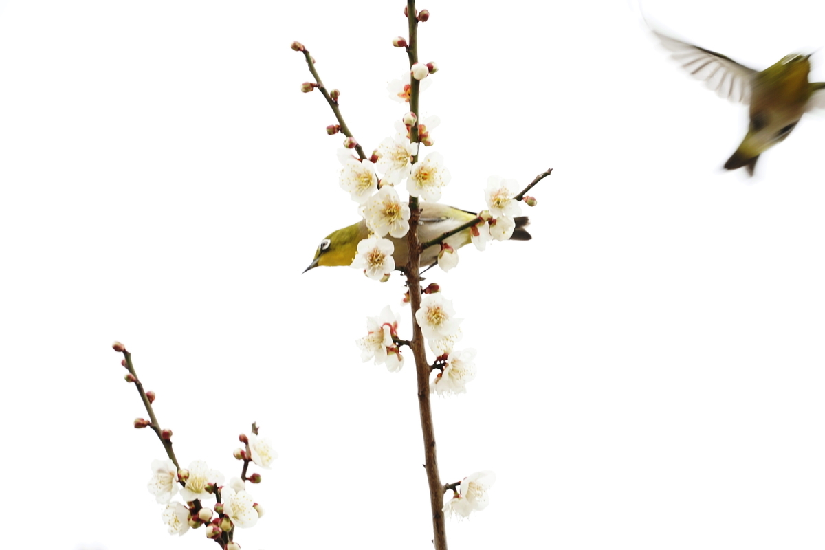 f:id:shigeo-t:20200216103101j:plain f:id:shigeo-t:20200216103101j:plain