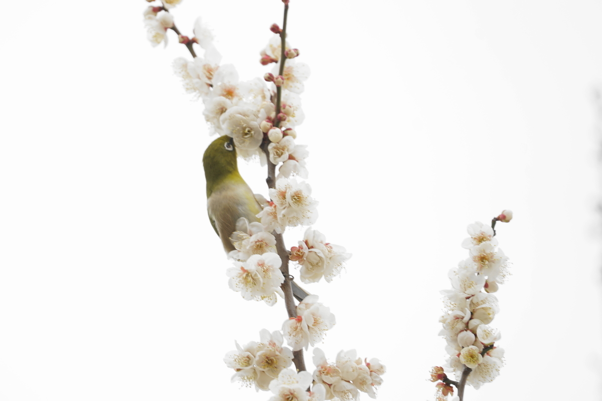 f:id:shigeo-t:20200216103202j:plain f:id:shigeo-t:20200216103202j:plain