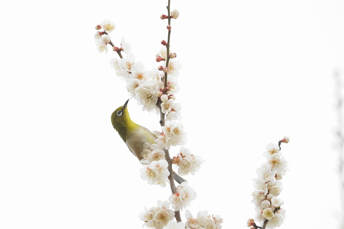 f:id:shigeo-t:20200216103218j:plain f:id:shigeo-t:20200216103218j:plain