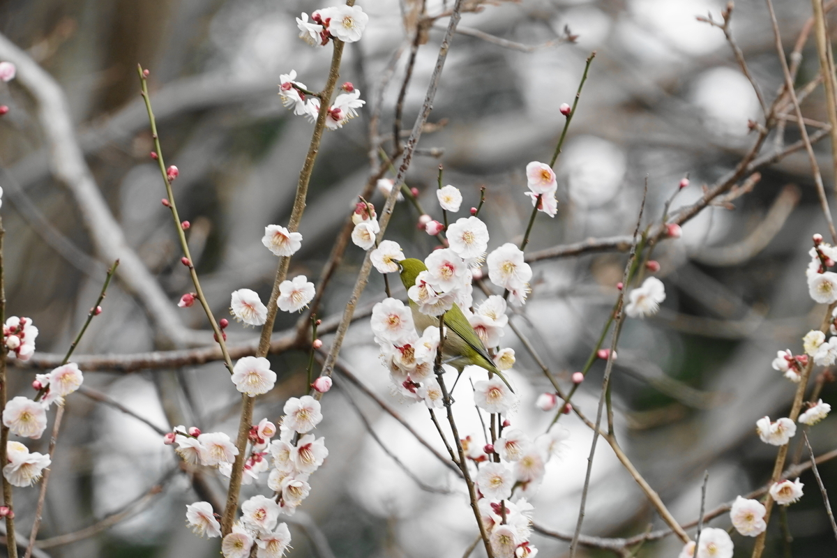 f:id:shigeo-t:20200216103337j:plain f:id:shigeo-t:20200216103337j:plain