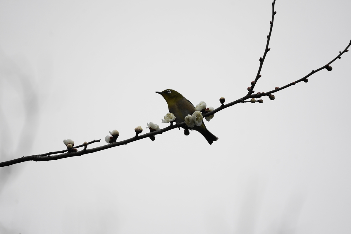 f:id:shigeo-t:20200216103629j:plain f:id:shigeo-t:20200216103629j:plain