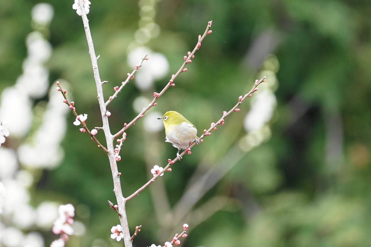 f:id:shigeo-t:20200216103750j:plain f:id:shigeo-t:20200216103750j:plain