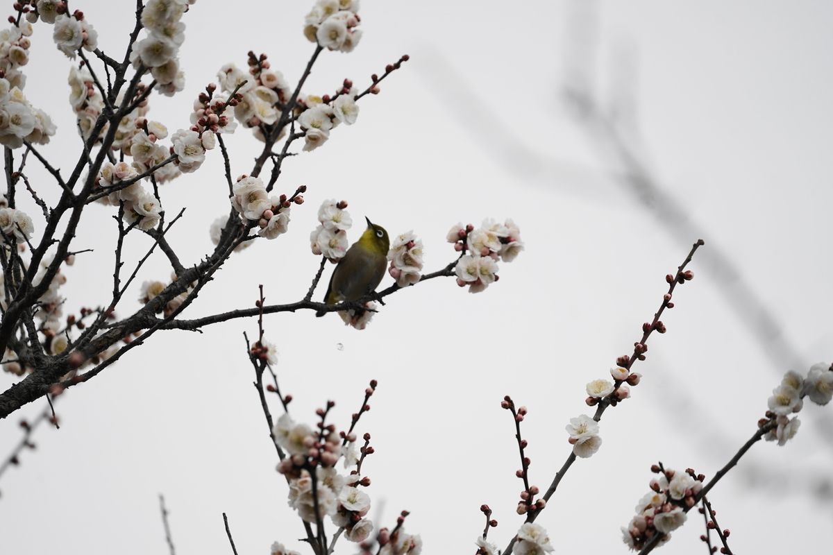 f:id:shigeo-t:20200216103902j:plain f:id:shigeo-t:20200216103902j:plain