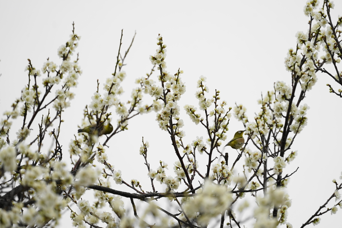 f:id:shigeo-t:20200216104007j:plain f:id:shigeo-t:20200216104007j:plain