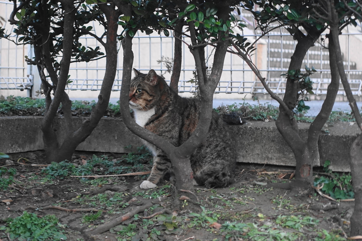 f:id:shigeo-t:20200216111008j:plain