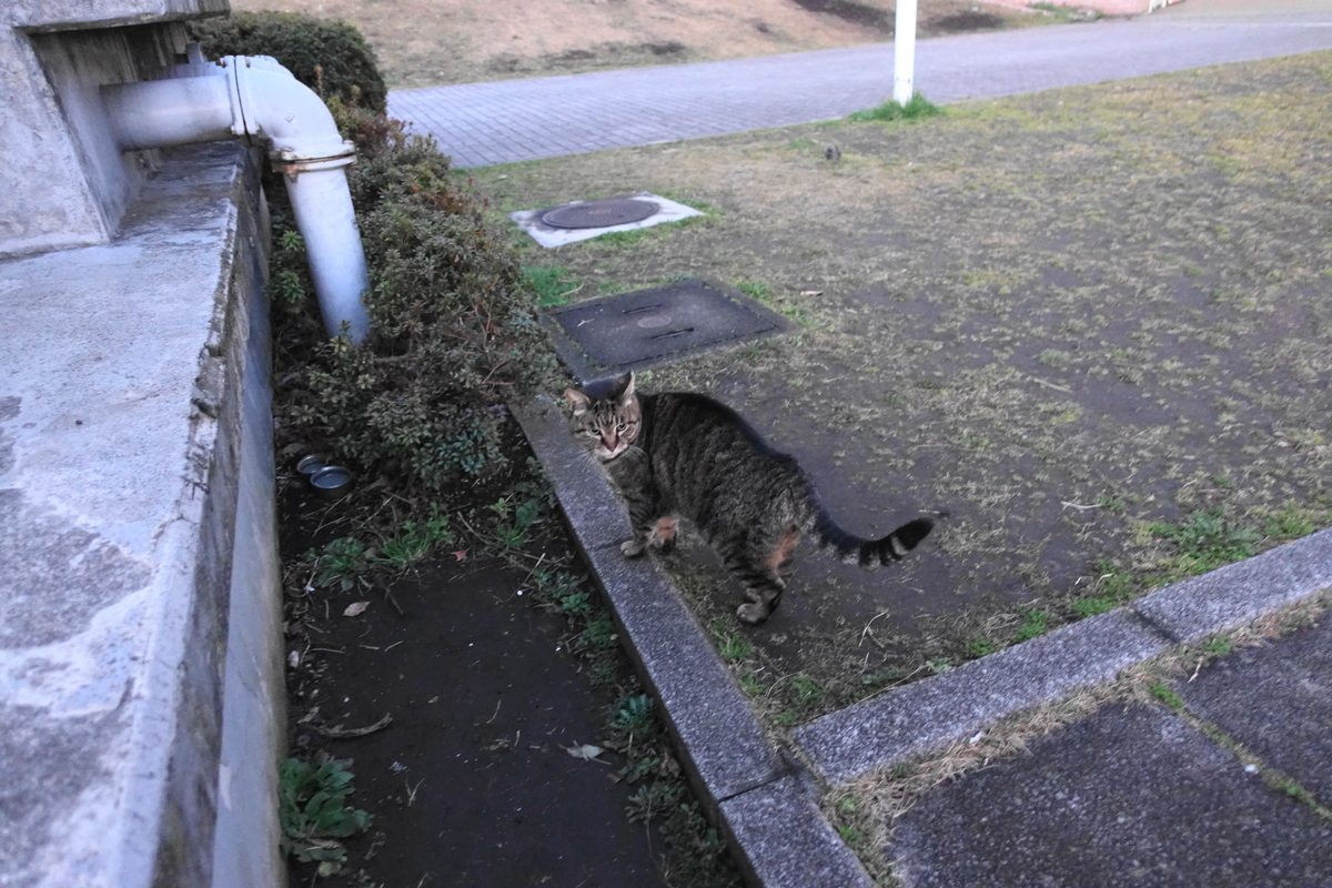 f:id:shigeo-t:20200219093407j:plain