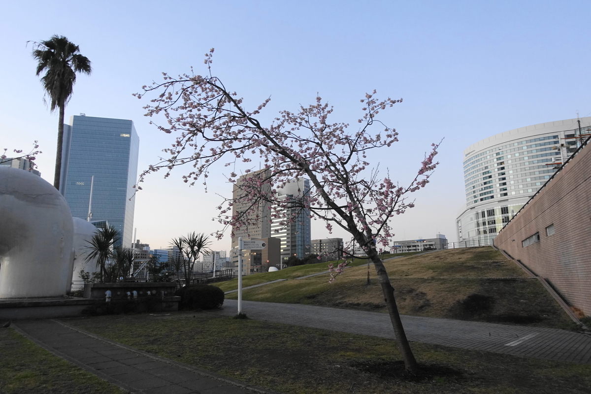 f:id:shigeo-t:20200223110649j:plain f:id:shigeo-t:20200223110649j:plain