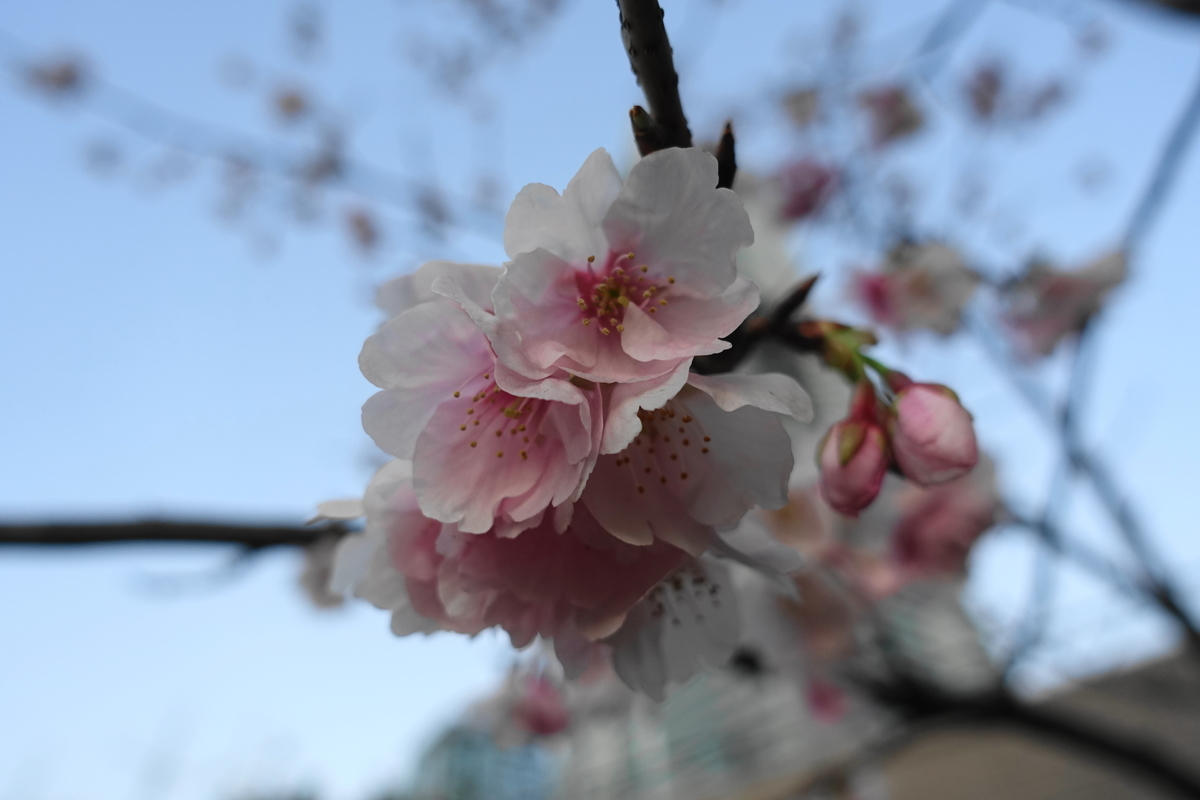 f:id:shigeo-t:20200223110831j:plain f:id:shigeo-t:20200223110831j:plain