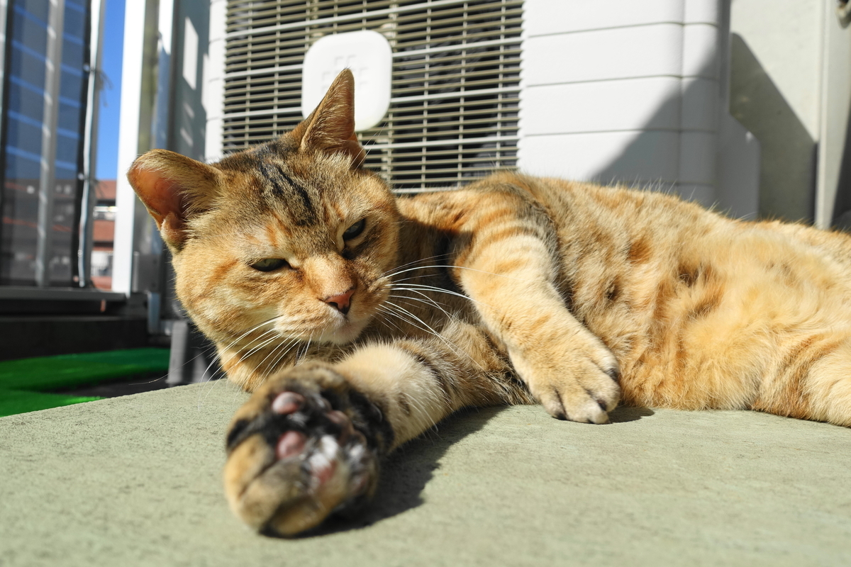 f:id:shigeo-t:20200224090542j:plain