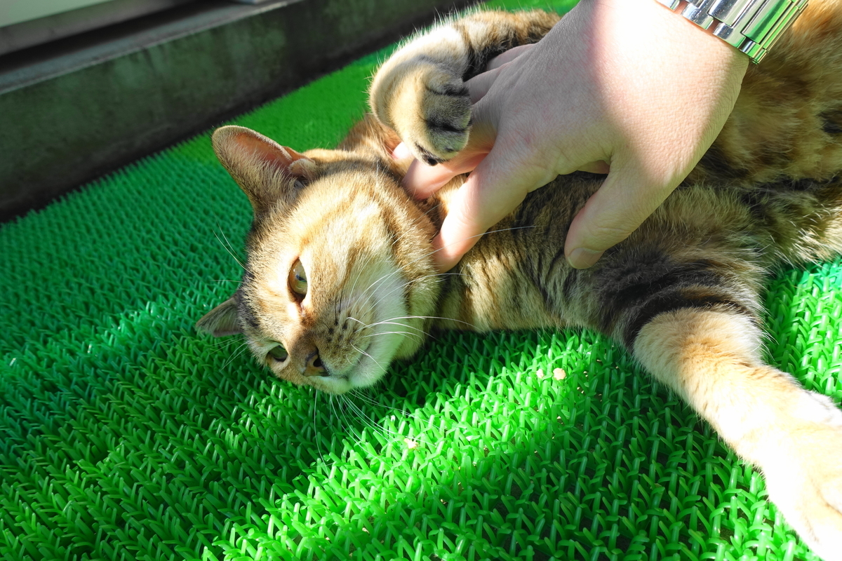 f:id:shigeo-t:20200224091139j:plain