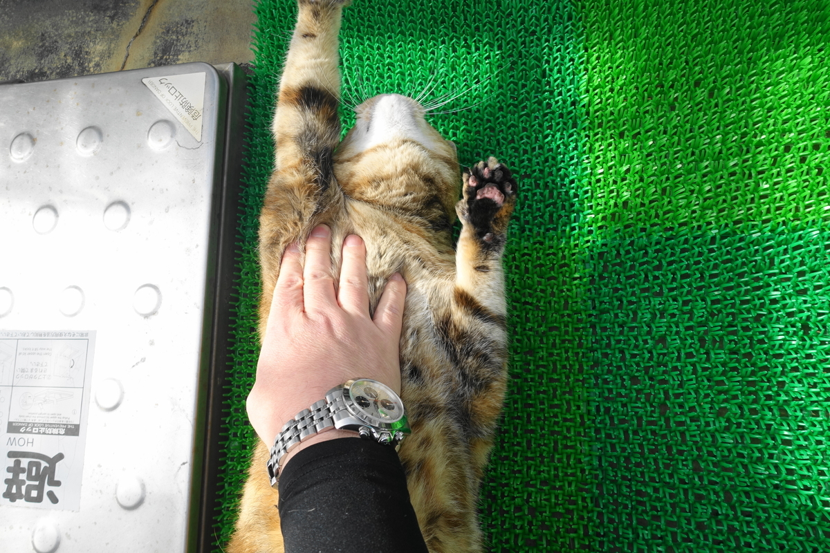 f:id:shigeo-t:20200224091319j:plain