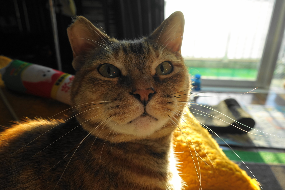 f:id:shigeo-t:20200224091526j:plain