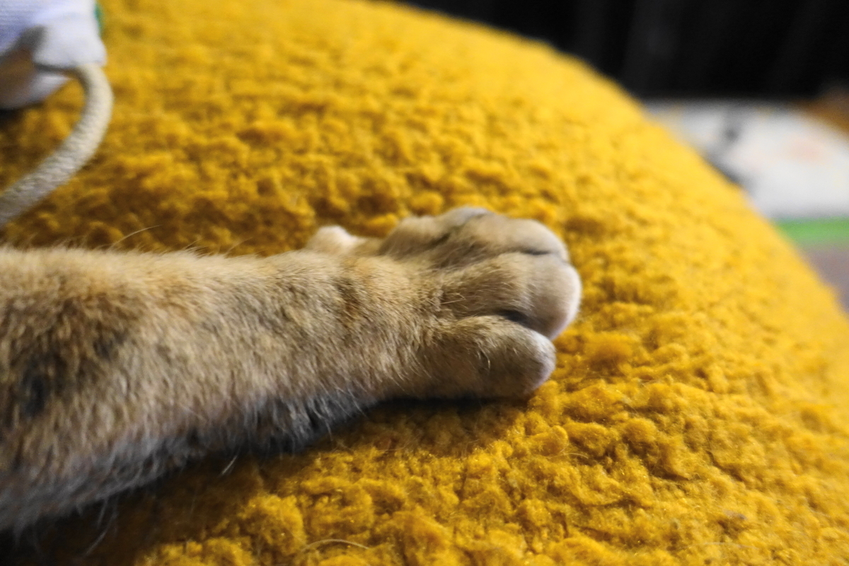 f:id:shigeo-t:20200224091844j:plain