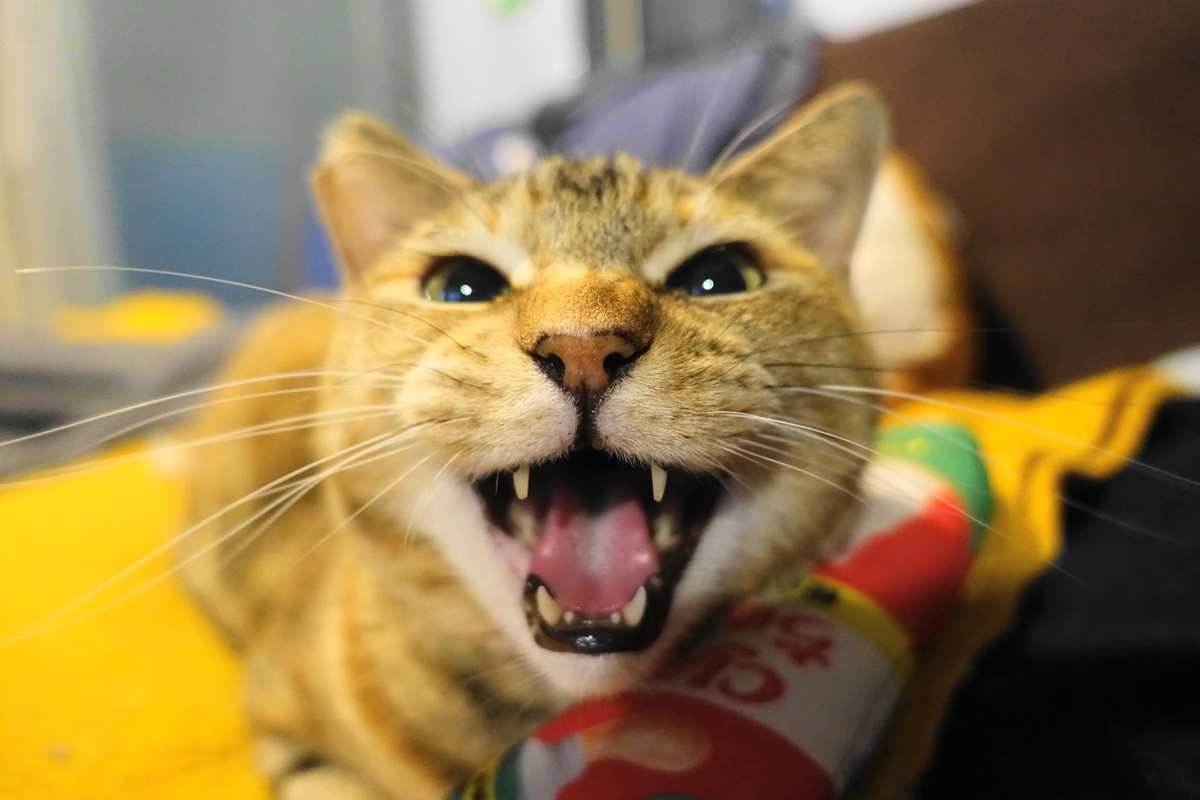 3月前半の ねこ cat 猫 どらやきちゃんA いろいろやってみるにっき