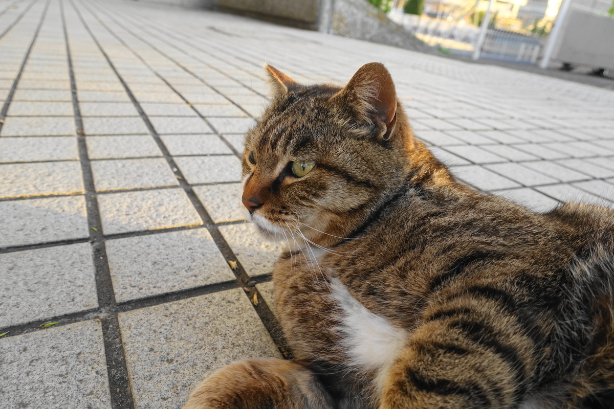 f:id:shigeo-t:20200330095055j:plain