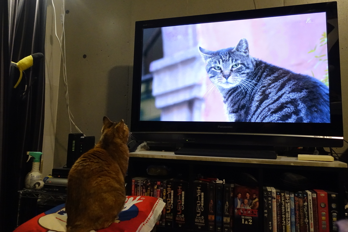 f:id:shigeo-t:20200408124746j:plain