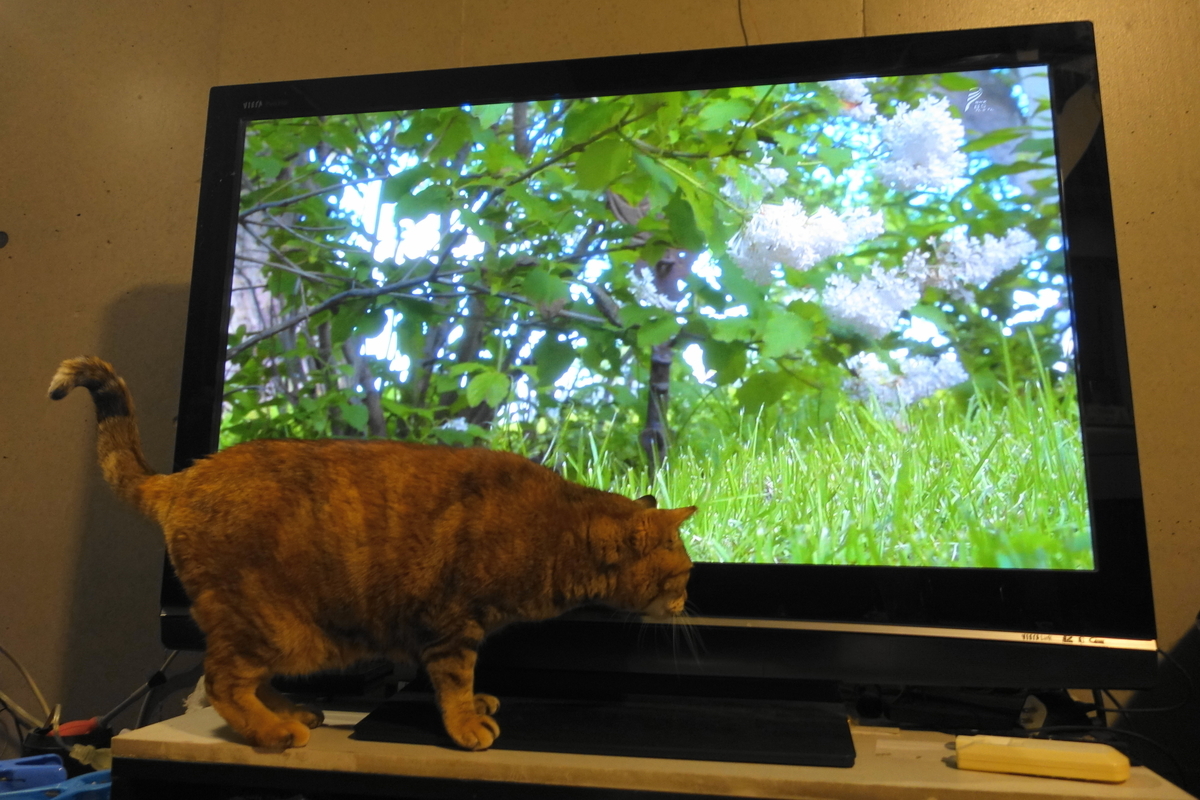 f:id:shigeo-t:20200408124844j:plain