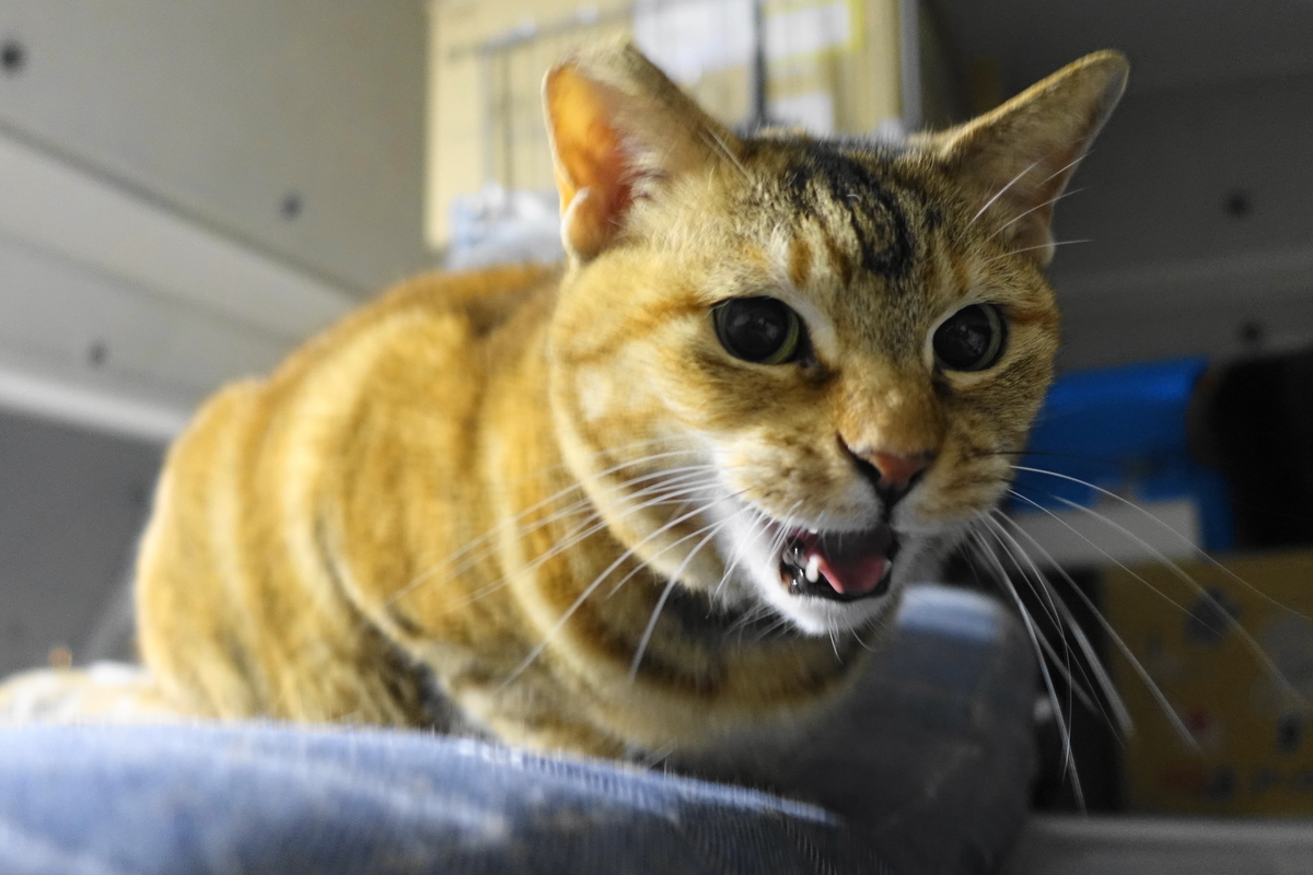 f:id:shigeo-t:20200408125621j:plain